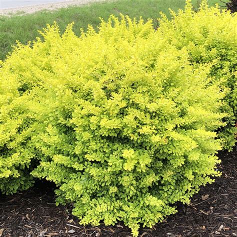 sunjoy citrus barberry in winter